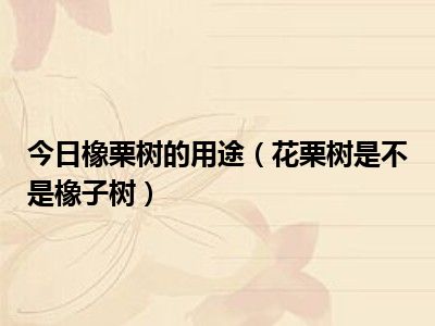 今日橡栗树的用途花栗树是不是橡子树