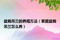 盆栽吊兰的养殖方法（家庭盆栽吊兰怎么养）