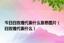 今日白玫瑰代表什么意思图片（白玫瑰代表什么）