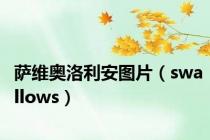 萨维奥洛利安图片（swallows）