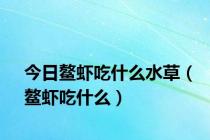 今日鳌虾吃什么水草（鳌虾吃什么）