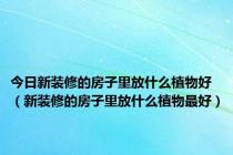 今日新装修的房子里放什么植物好（新装修的房子里放什么植物最好）