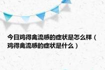 今日鸡得禽流感的症状是怎么样（鸡得禽流感的症状是什么）