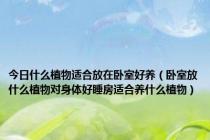 今日什么植物适合放在卧室好养（卧室放什么植物对身体好睡房适合养什么植物）