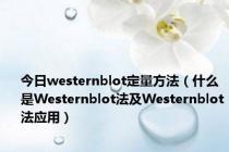 今日westernblot定量方法（什么是Westernblot法及Westernblot法应用）