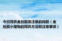 今日饲养金丝熊需注意的问题（金丝熊小宠物的饲养方法和注意事项）