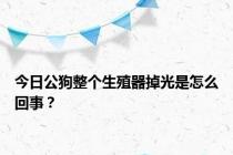 今日公狗整个生殖器掉光是怎么回事？