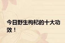 今日野生枸杞的十大功效！