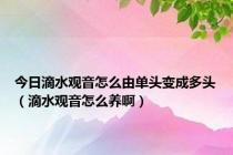 今日滴水观音怎么由单头变成多头（滴水观音怎么养啊）