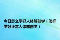 今日怎么学好人体解剖学（怎样学好正常人体解剖学）