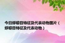 今日蜉蝣目特征及代表动物图片（蜉蝣目特征及代表动物）