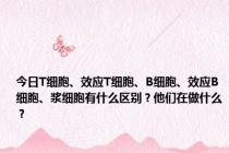 今日T细胞、效应T细胞、B细胞、效应B细胞、浆细胞有什么区别？他们在做什么？