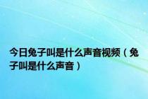 今日兔子叫是什么声音视频（兔子叫是什么声音）