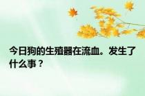 今日狗的生殖器在流血。发生了什么事？