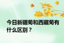 今日新疆菊和西藏菊有什么区别？