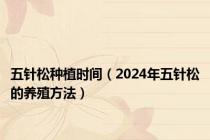 五针松种植时间（2024年五针松的养殖方法）