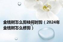 金钱树怎么剪枝何时剪（2024年金钱树怎么修剪）