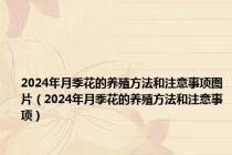 2024年月季花的养殖方法和注意事项图片（2024年月季花的养殖方法和注意事项）