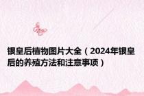 银皇后植物图片大全（2024年银皇后的养殖方法和注意事项）