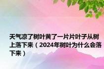 天气凉了树叶黄了一片片叶子从树上落下来（2024年树叶为什么会落下来）