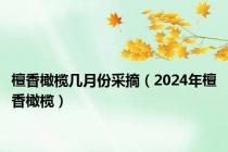 檀香橄榄几月份采摘（2024年檀香橄榄）