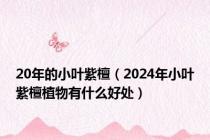 20年的小叶紫檀（2024年小叶紫檀植物有什么好处）