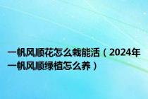 一帆风顺花怎么栽能活（2024年一帆风顺绿植怎么养）