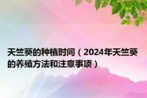 天竺葵的种植时间（2024年天竺葵的养殖方法和注意事项）