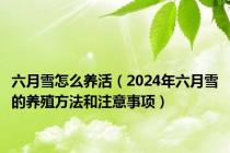 六月雪怎么养活（2024年六月雪的养殖方法和注意事项）