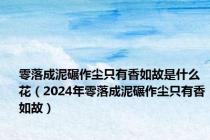 零落成泥碾作尘只有香如故是什么花（2024年零落成泥碾作尘只有香如故）