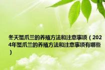 冬天蟹爪兰的养殖方法和注意事项（2024年蟹爪兰的养殖方法和注意事项有哪些）