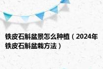 铁皮石斛盆景怎么种植（2024年铁皮石斛盆栽方法）