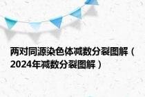 两对同源染色体减数分裂图解（2024年减数分裂图解）