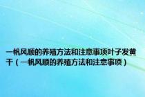 一帆风顺的养殖方法和注意事项叶子发黄干（一帆风顺的养殖方法和注意事项）