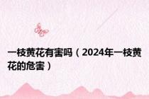 一枝黄花有害吗（2024年一枝黄花的危害）