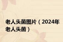 老人头菌图片（2024年老人头菌）