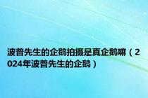 波普先生的企鹅拍摄是真企鹅嘛（2024年波普先生的企鹅）