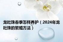 龙吐珠春季怎样养护（2024年龙吐珠的繁殖方法）