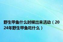 野生甲鱼什么时候出来活动（2024年野生甲鱼吃什么）