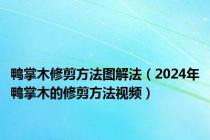 鸭掌木修剪方法图解法（2024年鸭掌木的修剪方法视频）