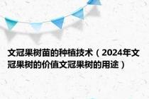 文冠果树苗的种植技术（2024年文冠果树的价值文冠果树的用途）