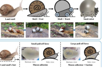 科学家创造了机器人蜗牛可以使用履带独立移动或共同攀爬