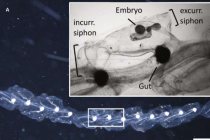 研究人员揭示果冻海洋生物如何塑造现代机器人