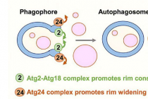 研究表明自噬细胞器通过限制口大小来调节细胞清理