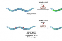 新研究揭示生殖与关键的线粒体应激反应之间的联系