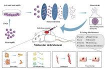 来自活化中性粒细胞的工程纳米囊泡在治疗感染伤口方面显示出良好的前景
