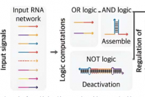 研究人员利用基于逻辑门的决策构建控制基因的电路