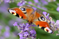 说到蝴蝶人们更喜欢漂亮的蝴蝶这对科学家来说是一个问题