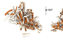 科学家从原子层面观察一种可以访问我们DNA的蛋白质复合物