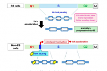 慢速更利于快速循环研究揭示多能干细胞中独特的复制叉行为